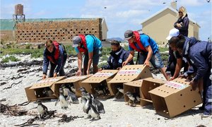 First African penguin chicks released